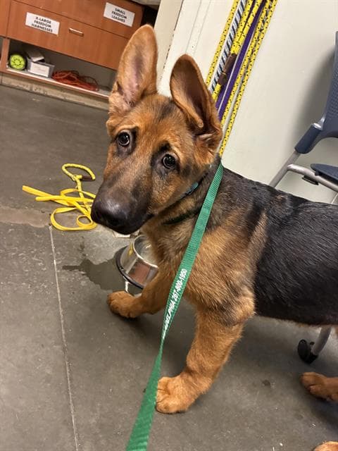 Raisin - German Shepherd Dog