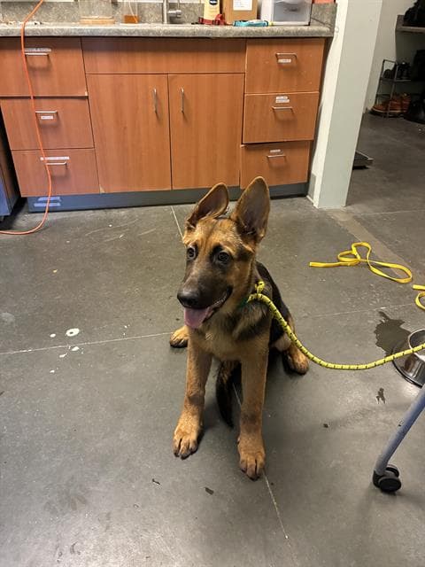 Rhubarb - German Shepherd Dog