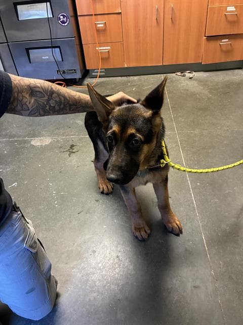 Raddish - German Shepherd Dog