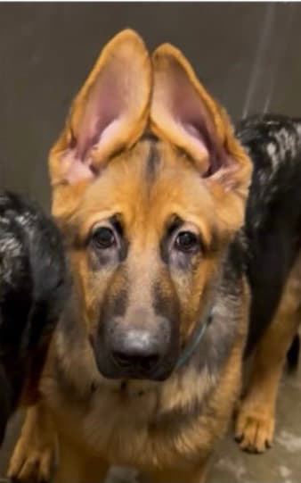Raddish - German Shepherd Dog