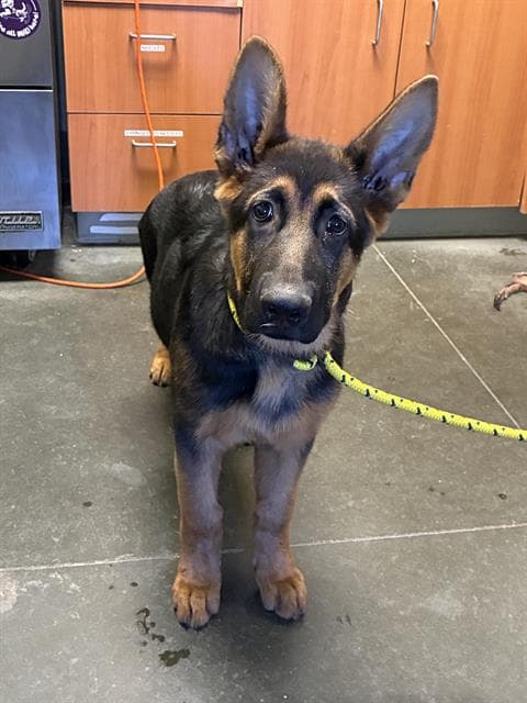Ramen - German Shepherd Dog