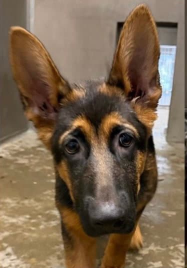 Ramen - German Shepherd Dog
