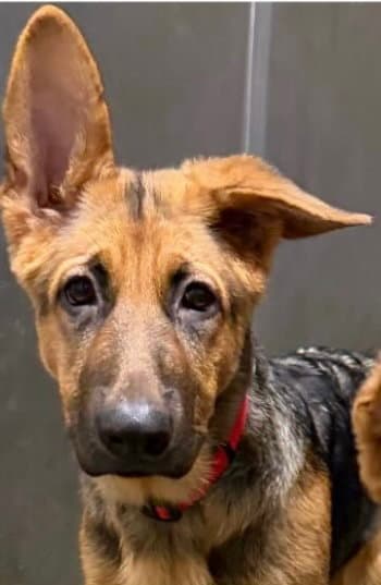 Riptide - German Shepherd Dog