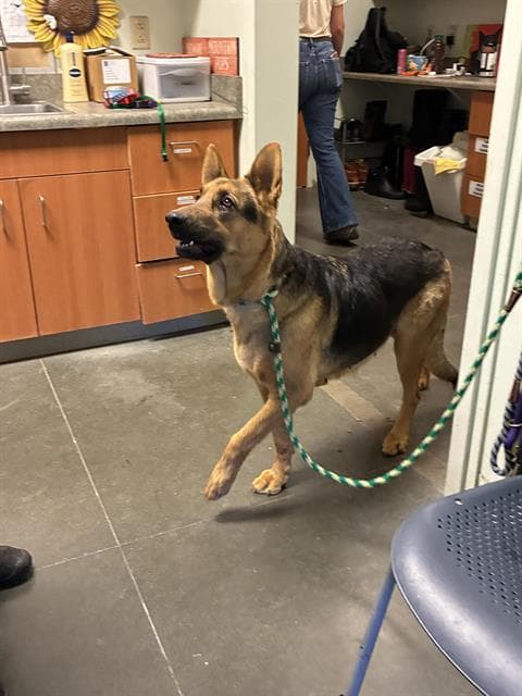 Roxie - German Shepherd Dog