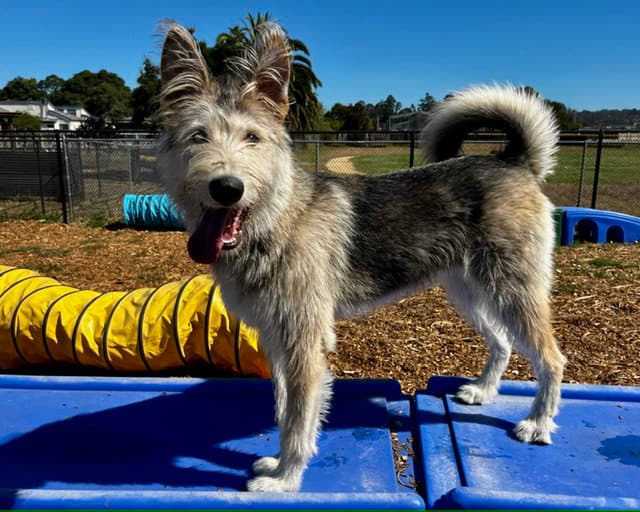Lucky - Irish Wolfhound