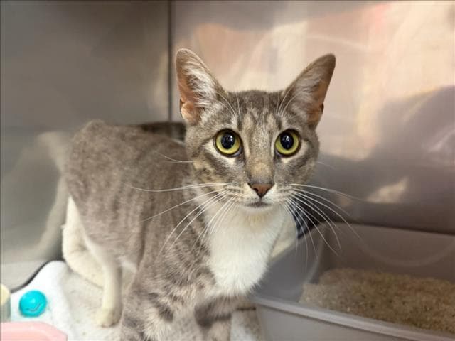 Unknown - Domestic Short Hair