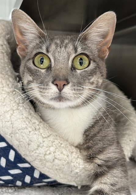 Unknown - Domestic Short Hair