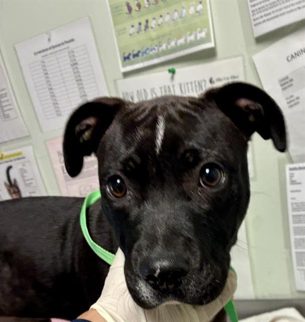 Spike - Pit Bull Terrier