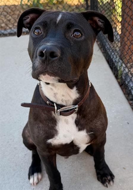 Spike - Pit Bull Terrier