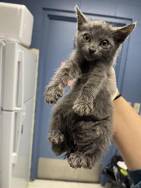 Fauna - Domestic Short Hair