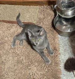 Fauna - Domestic Short Hair