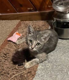 Flora - Domestic Short Hair