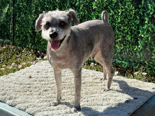 Apollo - Miniature Schnauzer