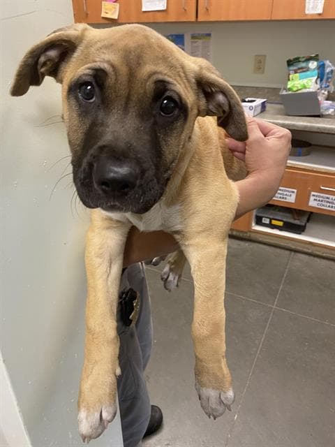Azreal - Mastiff