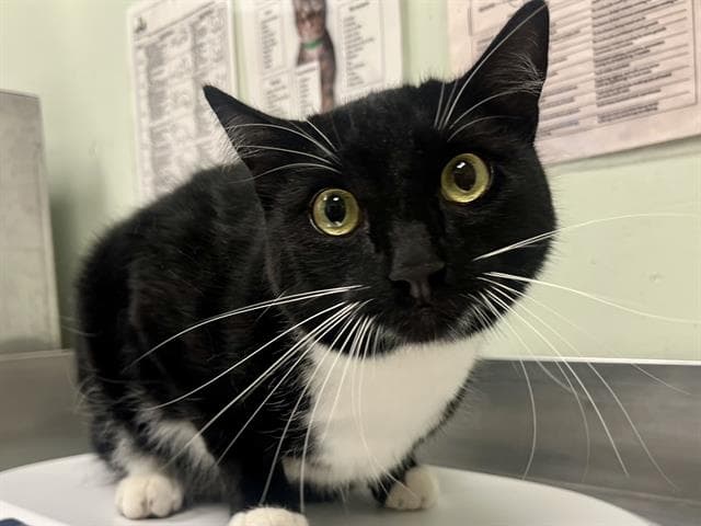 Manchy - Domestic Short Hair