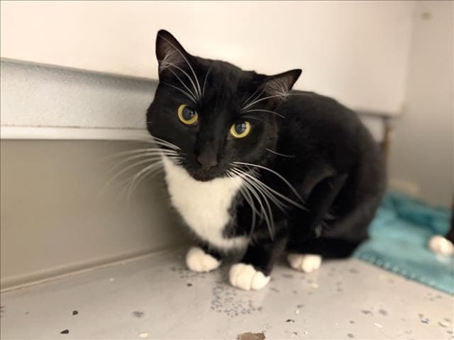 Manchy - Domestic Short Hair