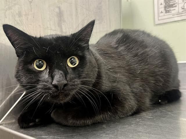 Jack - Domestic Short Hair