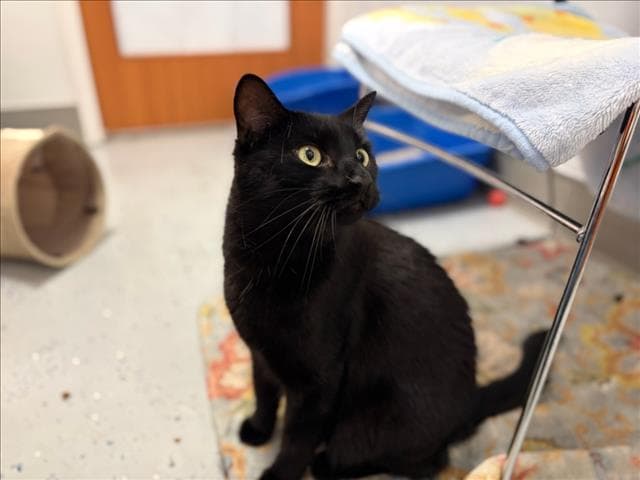 Jack - Domestic Short Hair
