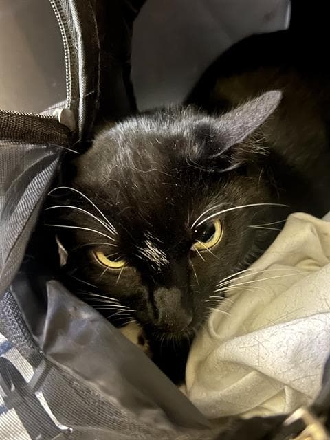 General - Domestic Short Hair