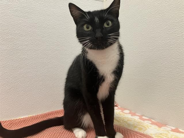 General - Domestic Short Hair