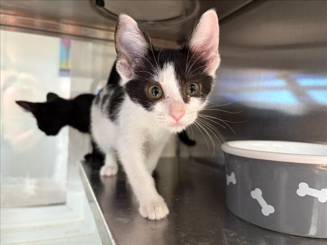 Kite - Domestic Short Hair