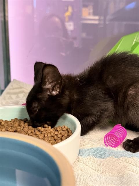 Spirit - Domestic Short Hair