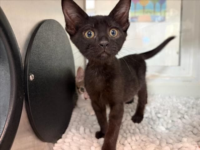 Spirit - Domestic Short Hair