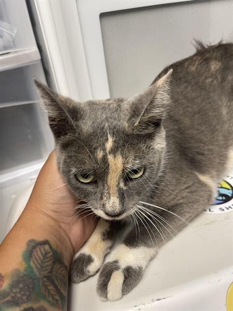 Taylor - Domestic Short Hair
