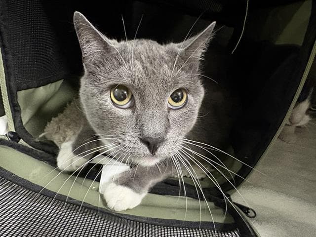 Socks - Domestic Short Hair
