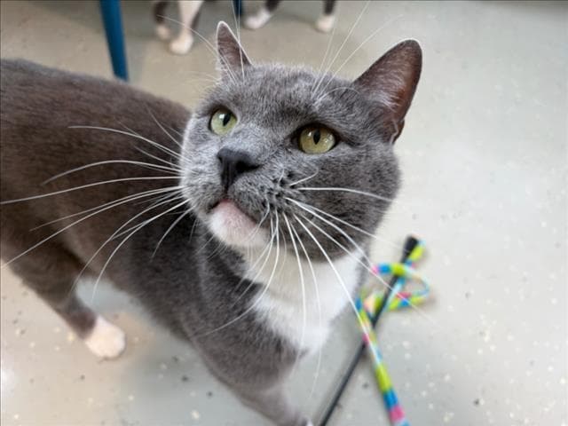 Socks - Domestic Short Hair