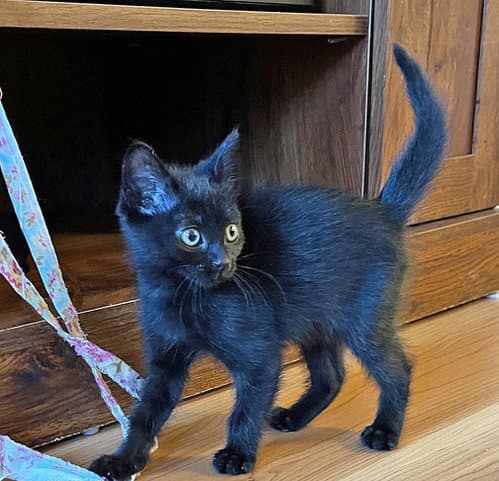 Lollie - Domestic Short Hair