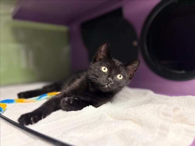 Lollie - Domestic Short Hair