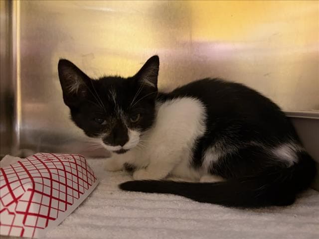Caliente - Domestic Short Hair