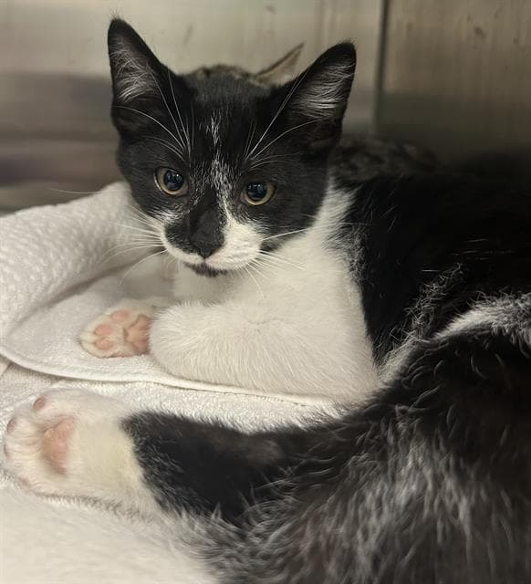 Caliente - Domestic Short Hair