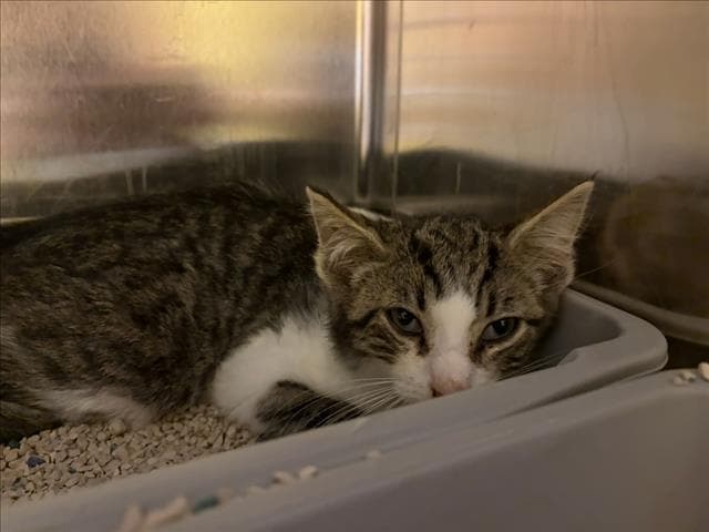 Chaud - Domestic Short Hair