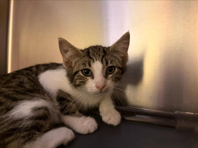 Chaud - Domestic Short Hair