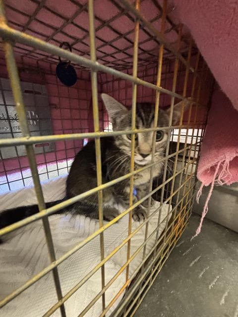 Silver - Domestic Short Hair