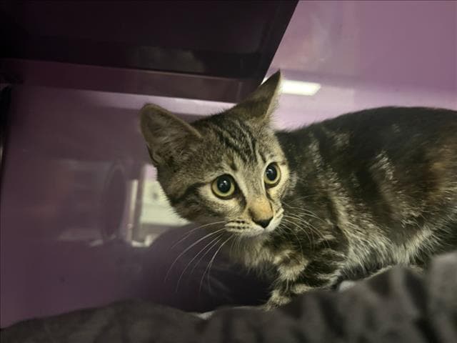 Silver - Domestic Short Hair