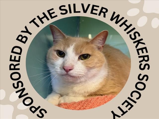 Colby - Domestic Short Hair