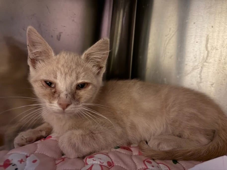 Quente - Domestic Short Hair