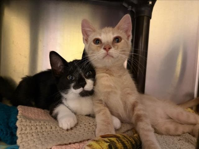 Quente - Domestic Short Hair