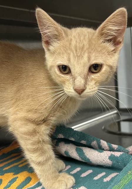 Quente - Domestic Short Hair