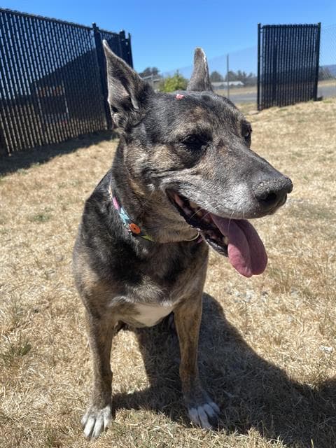 Tempa - Australian Cattle Dog/Blue Heeler