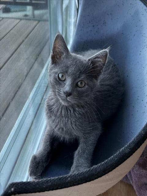 Garth - Domestic Short Hair