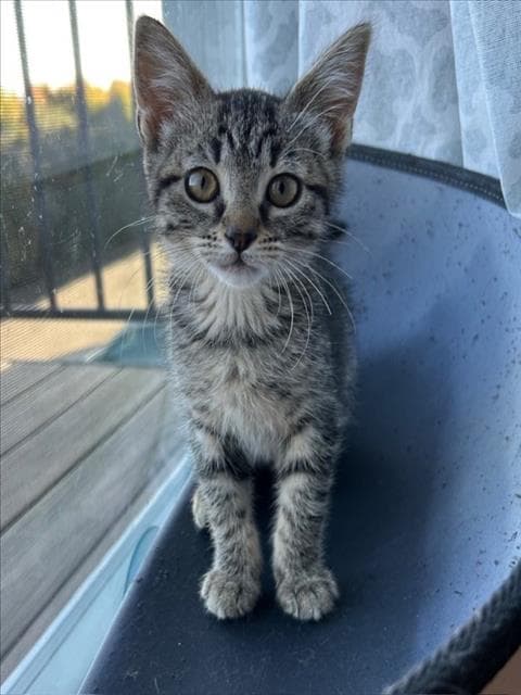 Dolly - Domestic Short Hair