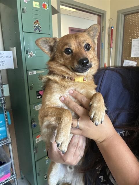 Cubby - Pomeranian