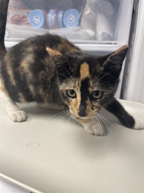 Fern - Domestic Short Hair
