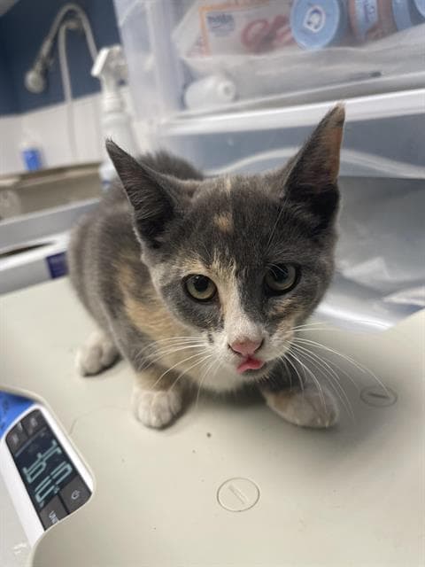 Francesca - Domestic Short Hair