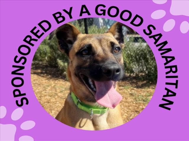 Luna - Belgian Shepherd Malinois