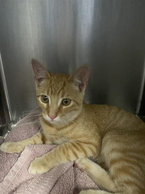 Fi-Fi - Domestic Short Hair